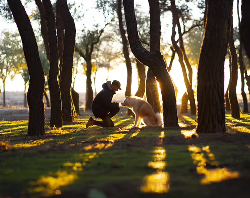 Dog Parks 101 - Bark Begone