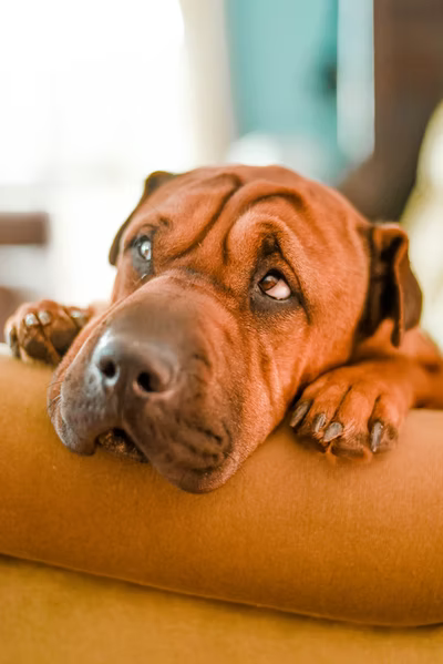 brown dog laying on person's arm and looking up