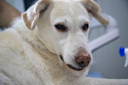 white dog making a face