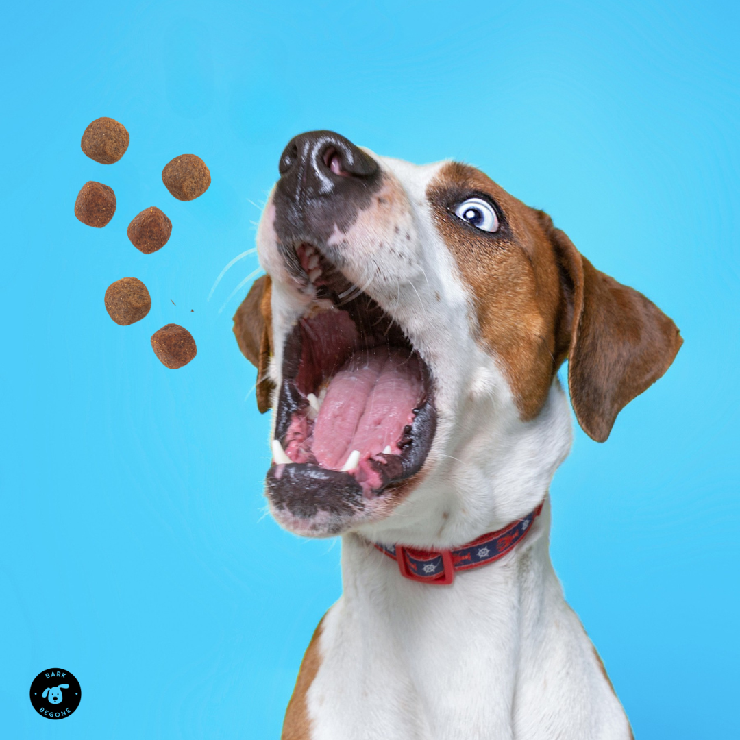 A dog catching CBD treats in mid-air against a blue background, wearing a red collar.
