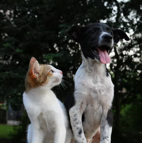 How To Introduce A New Dog To A Cat - Bark Begone