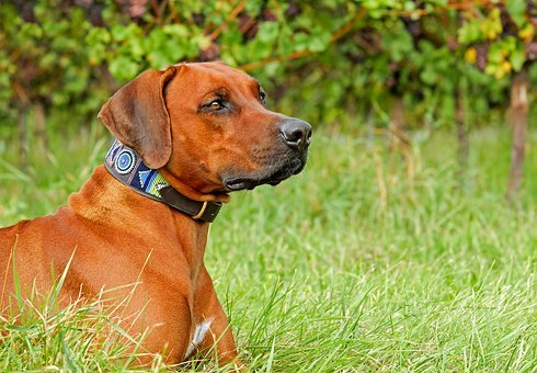 Collars, Leashes, and Harnesses 101 - Bark Begone