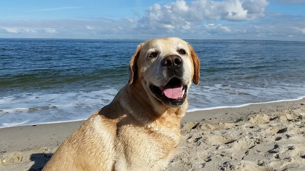 yellow lab sitting at the beach with water and sky behind them