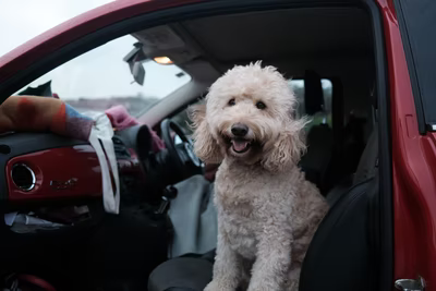 Dog Safety In The Car - Bark Begone