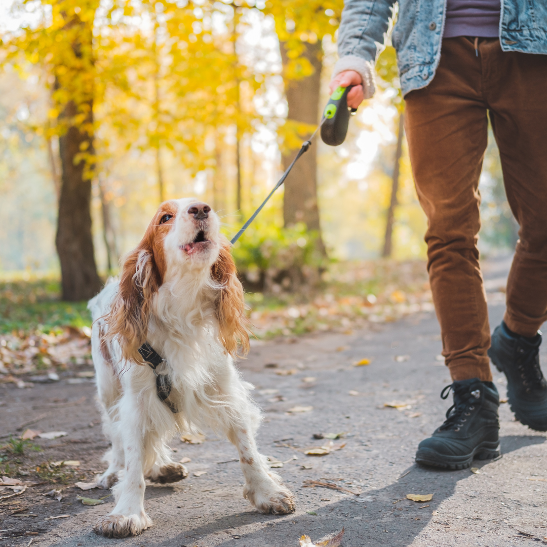 How to Stop a Dog from Barking - Bark Begone