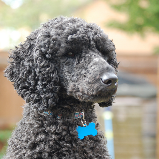 How to Name Your Dog - Bark Begone