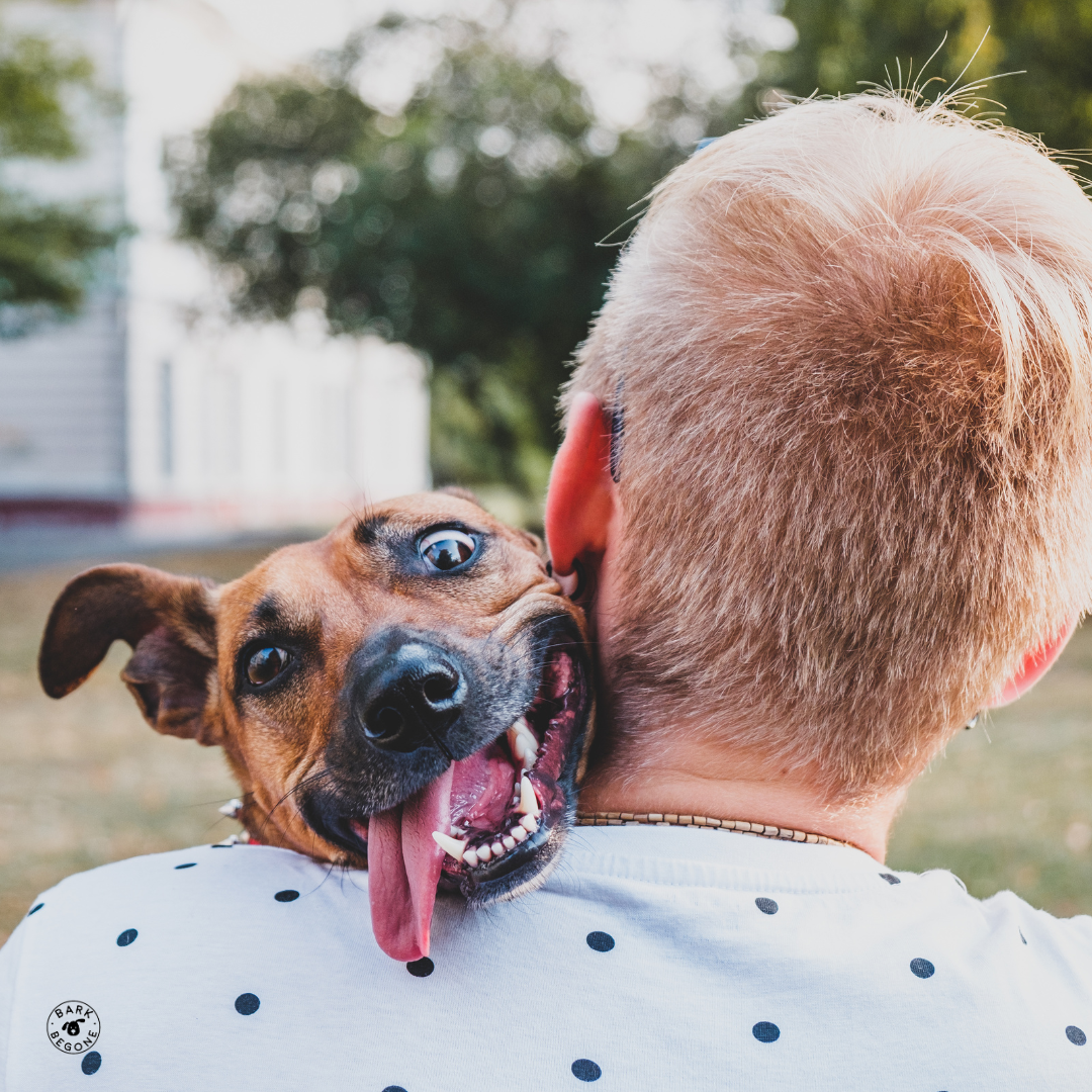 5 Dog Behaviors That Will Surprise You (and a Bonus Behavior That May Not)