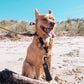Bark Begone Dog Trainer - Bark Begone