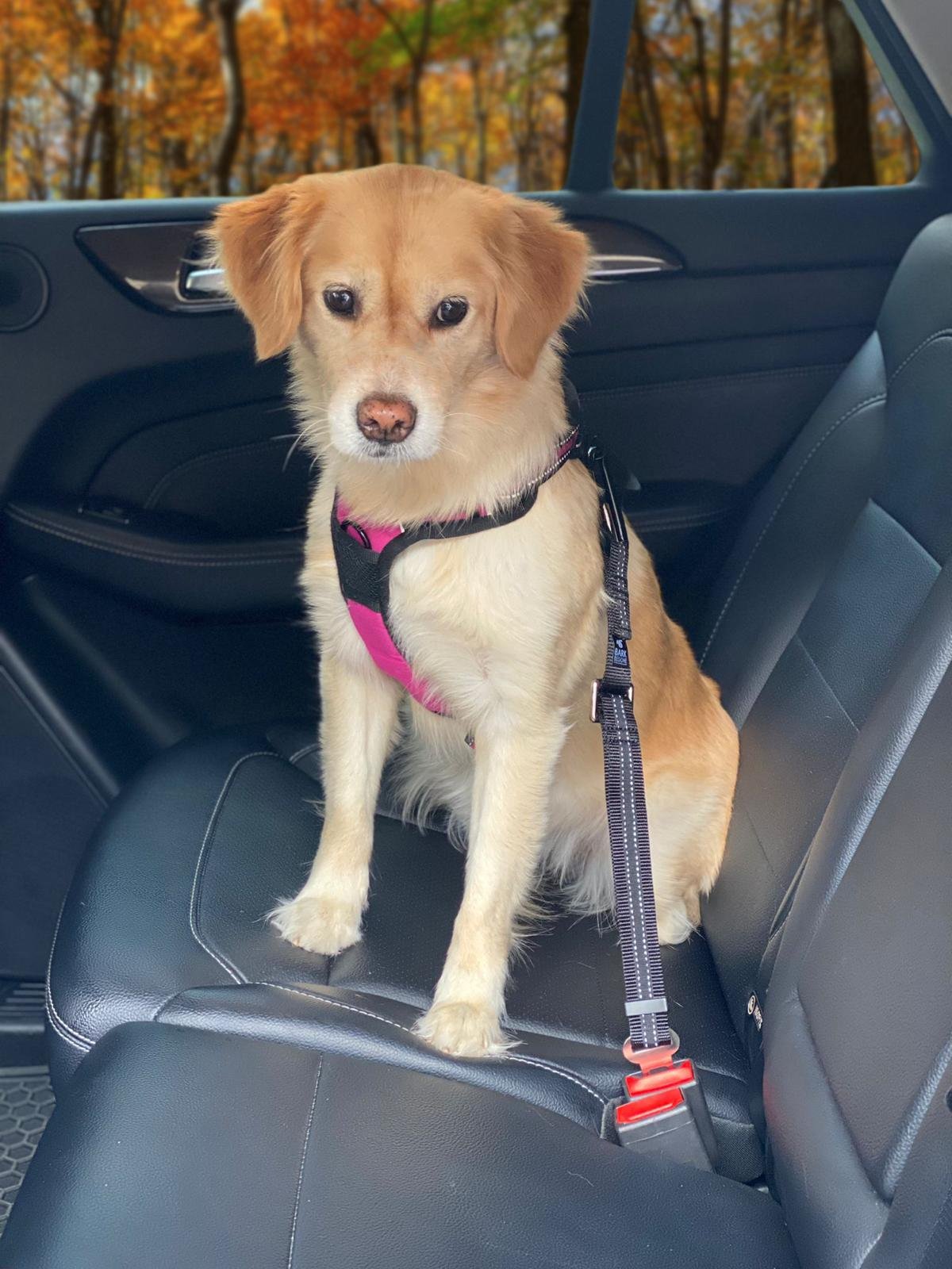 Safety Car Seat Belt for Pets - Bark Be Gone - Bark Begone