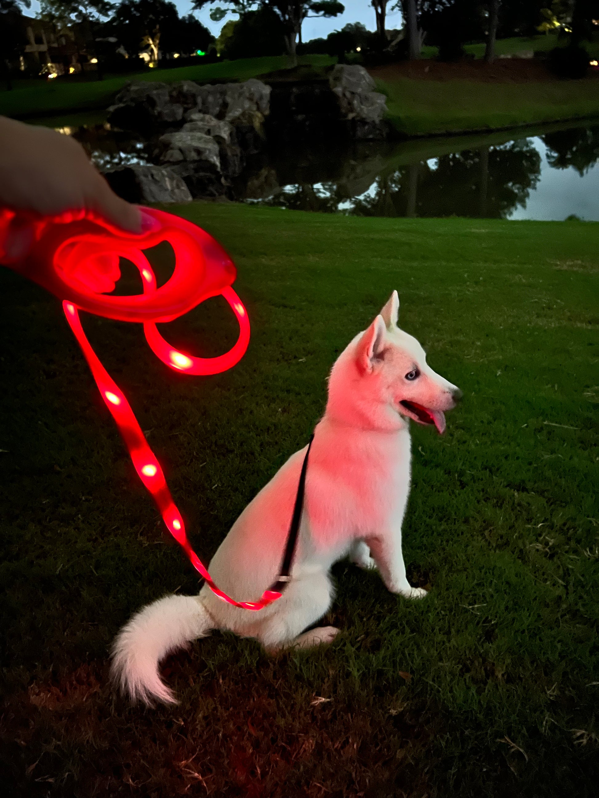 RED Glo Leash - Waterproof LED Glow Leash For Dogs - Bark Begone